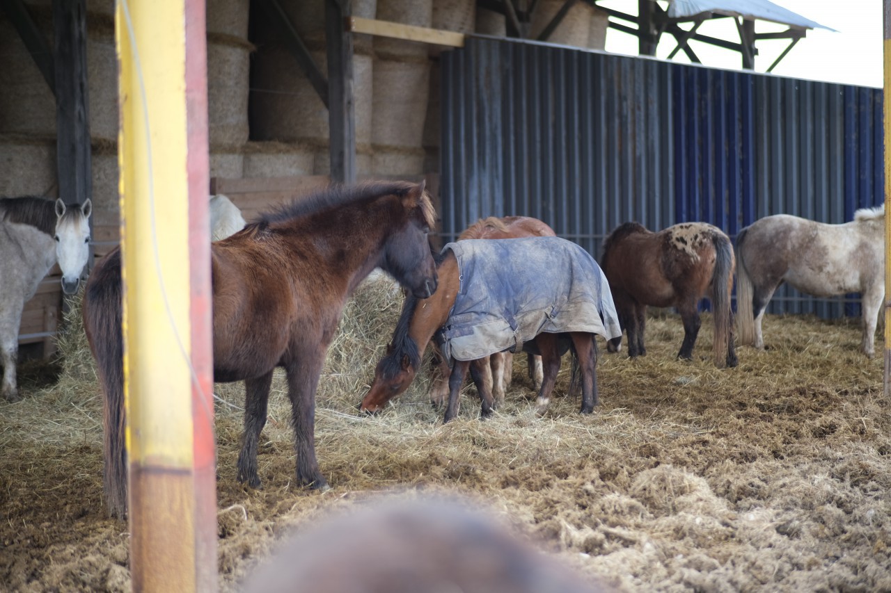 Procdure de vente d'un cheval pour impays